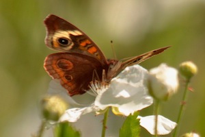 Common Buckeye Butterfly